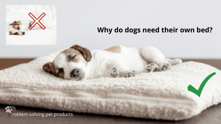 Why do dogs need their own bed?