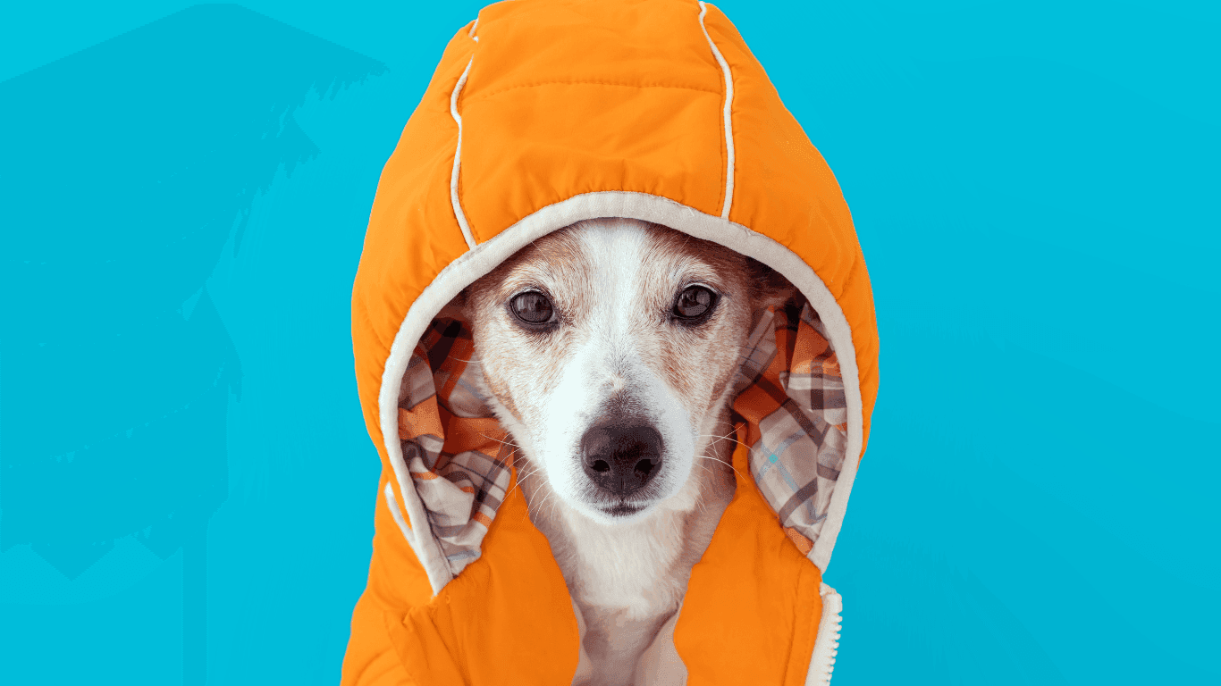 The Hidden Risks Pursuing Low-Cost Manufacturing in Dog Apparel Production
