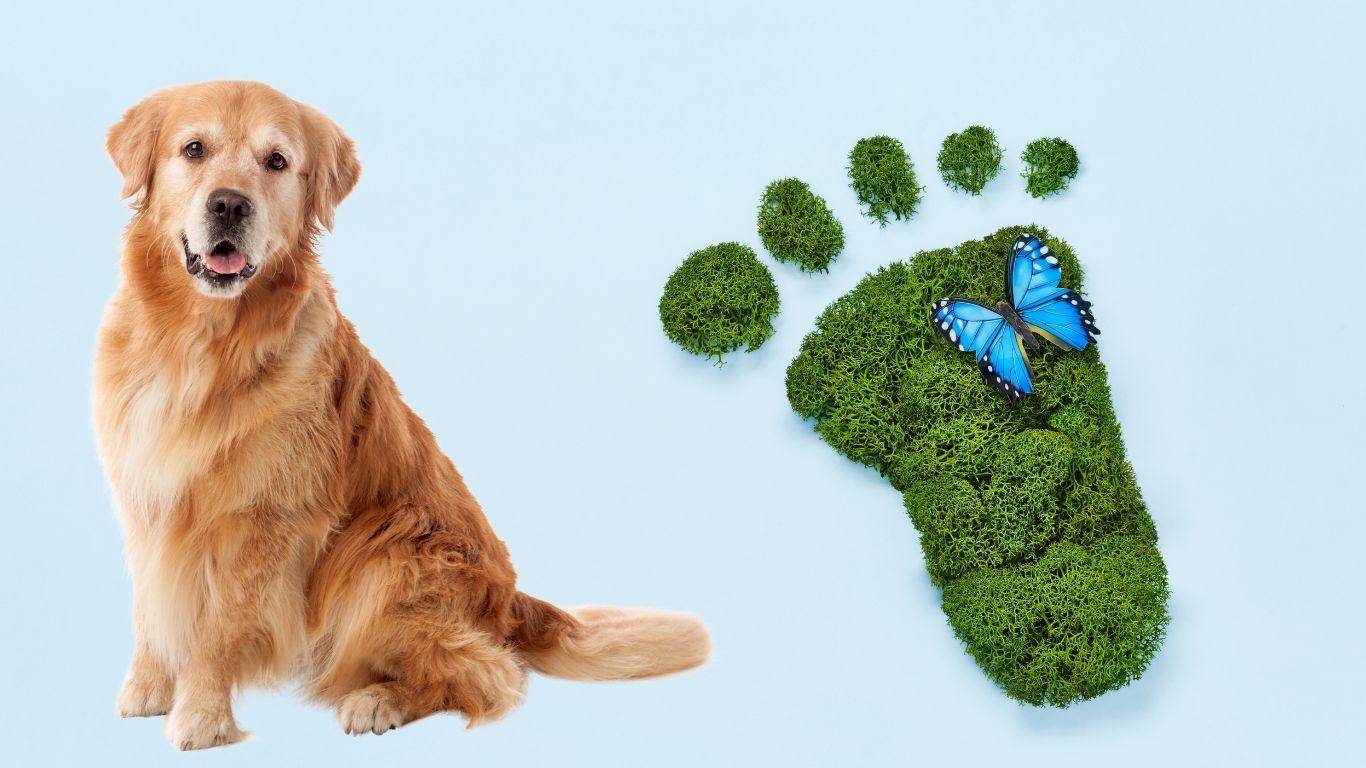 Why sustainably is important for pets too